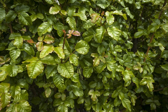 Lierre vénéneux contre chêne vénéneux Le chêne vénéneux a des feuilles vertes brillantes