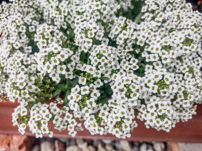 Bouquets de fleurs blanches.