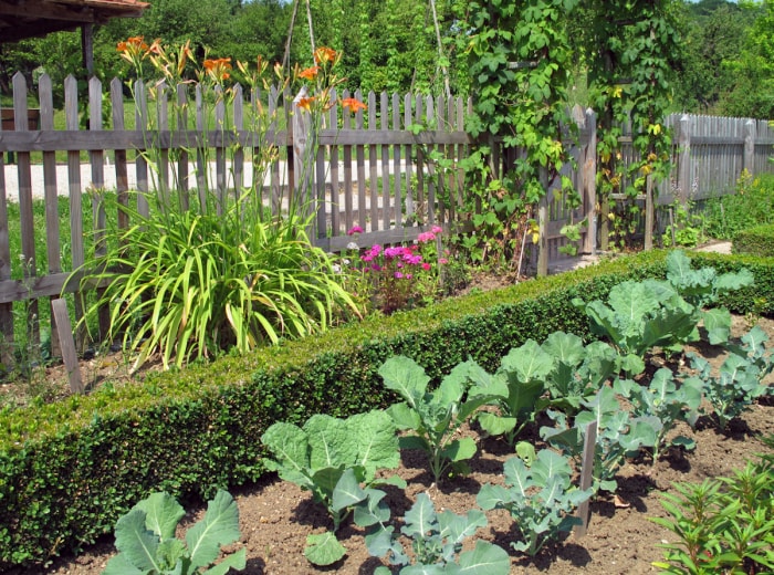 grand potager entouré d'une palissade en bois naturel