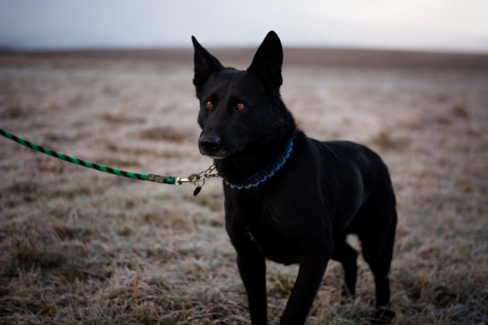 Chien en laisse en paracorde