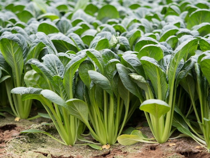 types de légumes verts asiatiques - légumes verts komatsuna poussant dans le sol