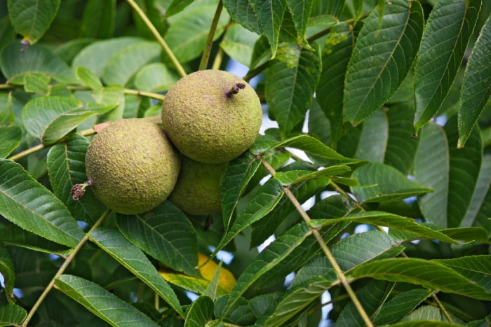 Une grappe de fruits de noyer noir.