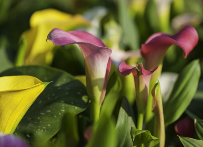 10 jolies plantes dont vous ignoriez qu'elles étaient toxiques