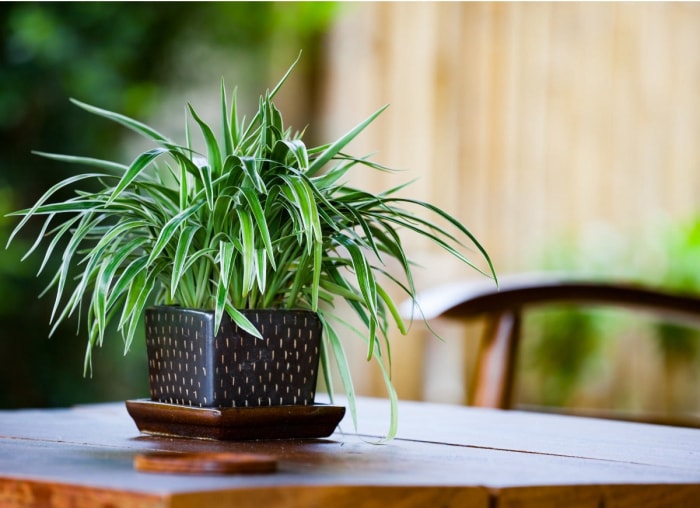 Les 26 meilleures plantes pour la décoration de la salle de bain