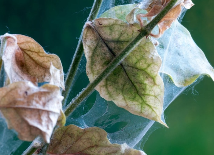 11 raisons pour lesquelles vos plantes d'intérieur meurent