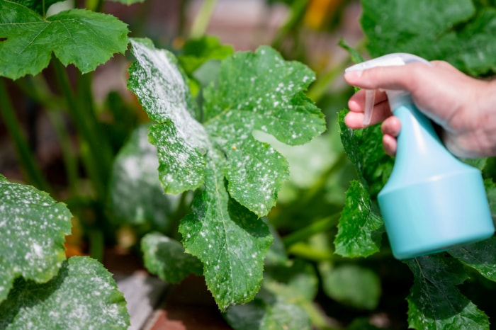 iStock-1263452722 oïdium sur les plantes pulvérisation de feuilles de courgettes avec de l'oïdium