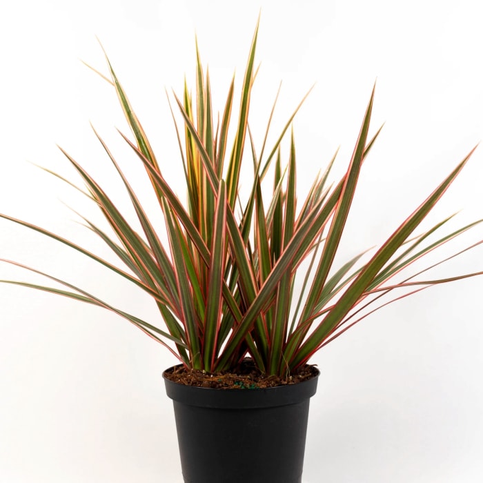 Plante de dracaena tricolore en pot