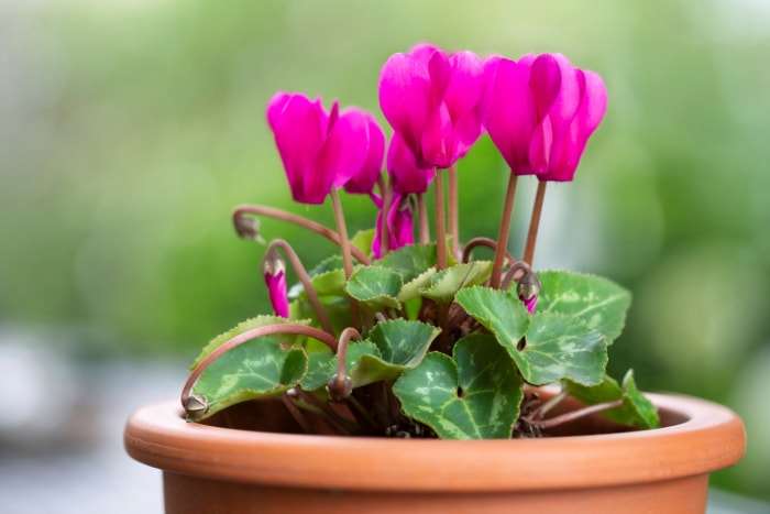 Plantes de Noël - cyclamen rose en fleur