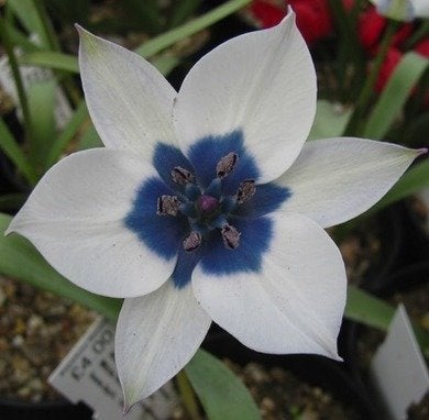 Tulipes botaniques : Joyaux du jardin