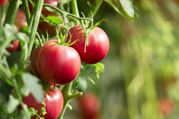 planter des plants de tomates sur le côté