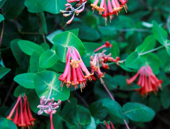 Épanouissement des fleurs de chèvrefeuille de Corail orange et rose vif.