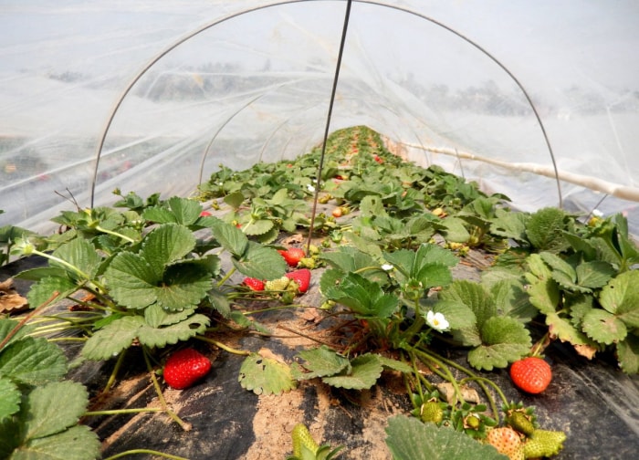 Les plants de fraises sont protégés par des cages à cerceaux.