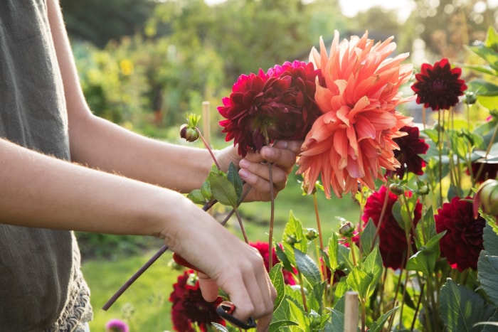 Une femme récolte les fleurs de son jardin coupé.