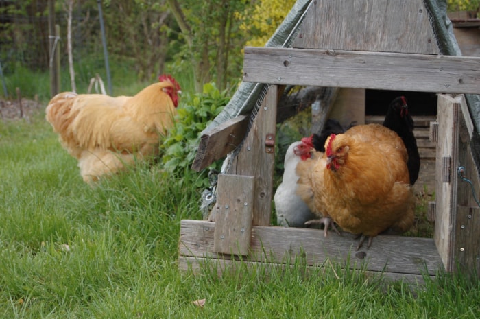 iStock-1150728101 prix des œufs élevage de poules poules dans un poulailler couvert