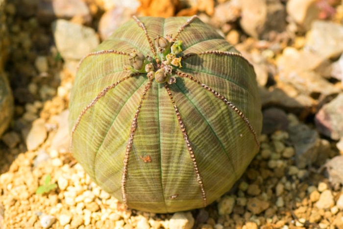 plantes en voie de disparition