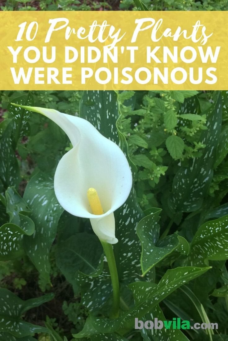 10 jolies plantes dont vous ignoriez qu'elles étaient toxiques