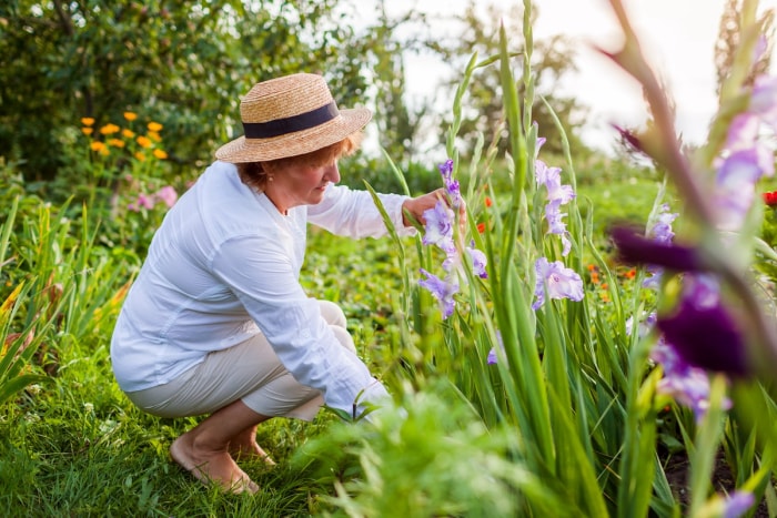 Une jardinière amateur portant un chapeau de paille taille des fleurs de glaïeuls dans son jardin.