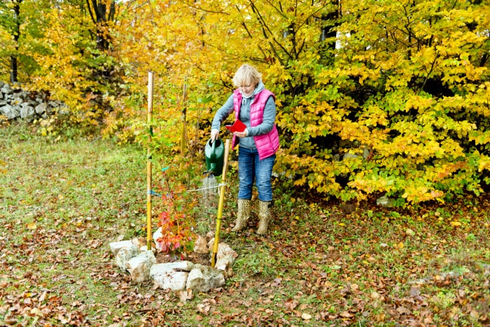 plantation d'automne