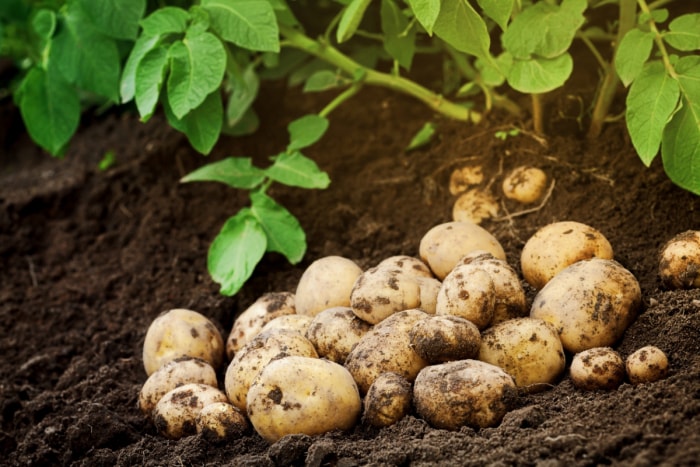 Pommes de terre récoltées dans le jardin