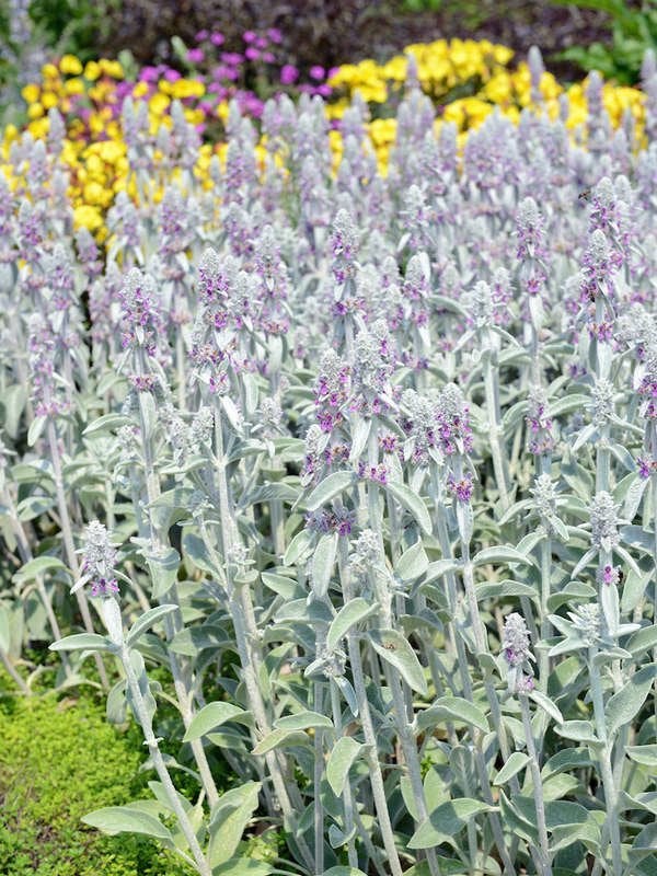 Oreille d'agneau (Stachys byzantina)