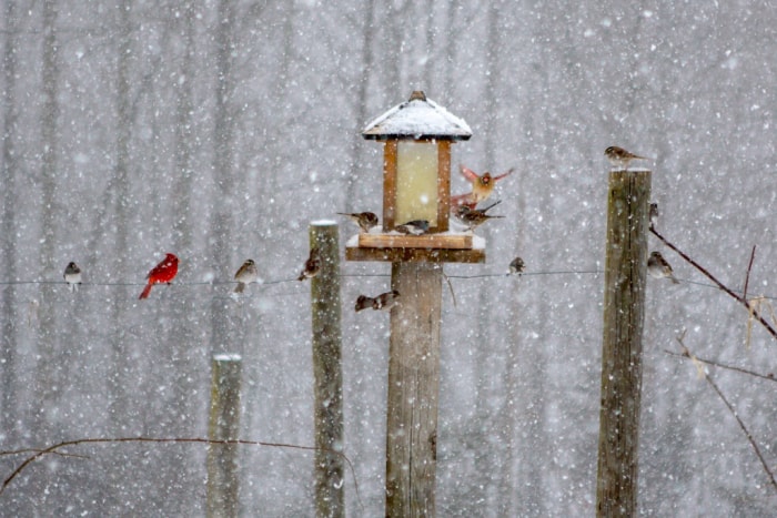 Nourrir les oiseaux en hiver