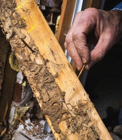 Dégâts causés par les termites