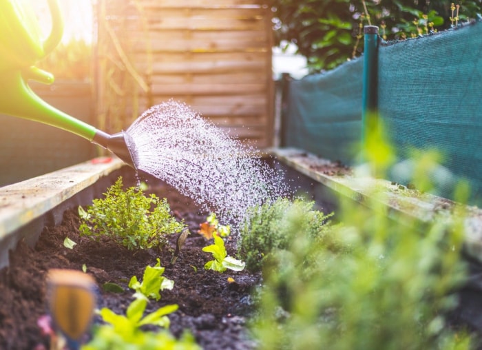 10 façons dont votre jardin peut lutter contre le changement climatique