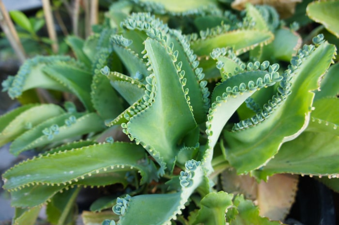 types de plantes succulentes mère de milliers