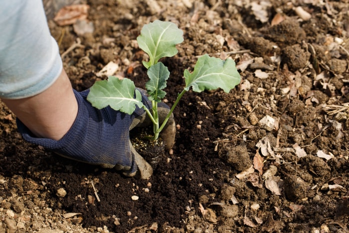 comment faire pousser du brocoli