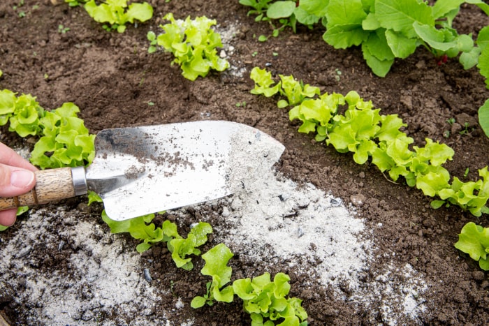 Le jardinier saupoudre à la main des cendres de bois brûlées à partir d'une petite pelle de jardin entre les herbes de laitue pour un insectifuge biologique non toxique sur la salade du potager, déshydratant les insectes.