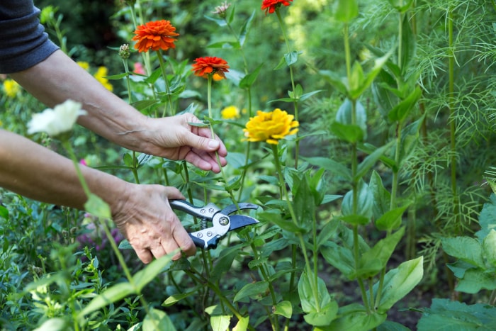 soins du zinnia