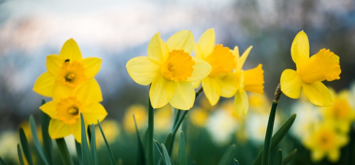 quatre jonquilles jaunes dans un champ