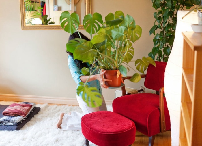 11 raisons pour lesquelles vos plantes d'intérieur meurent