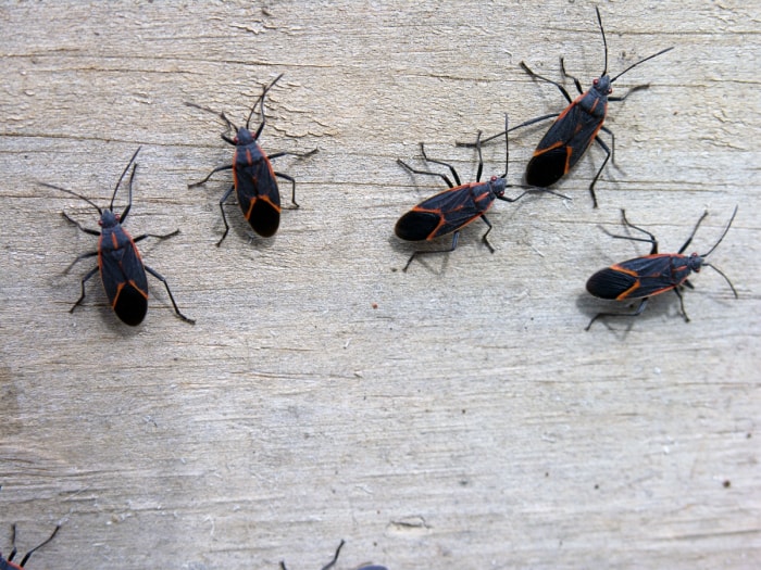 Insectes du buis sur un mur en bois