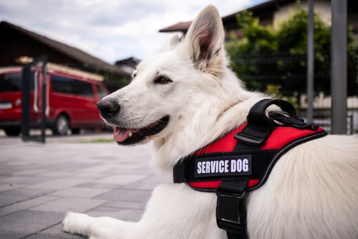 ce qu'il faut savoir sur les appartements acceptant les animaux de compagnie - chien blanc en gilet de service