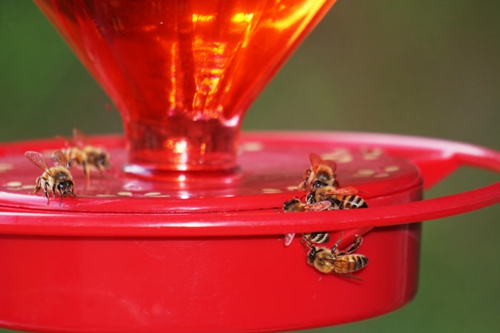 Mangeoire à colibris rouge recouverte d'abeilles nourricières.