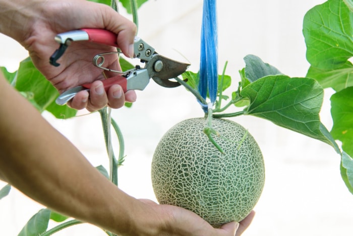 Récolte manuelle d'un cantaloup avec un sécateur de jardin.