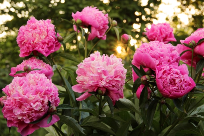 Plusieurs grandes fleurs roses s'épanouissent au coucher du soleil.