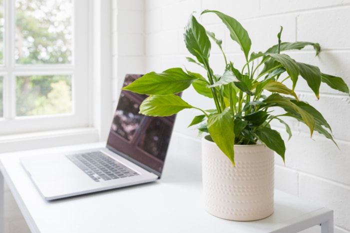 plante d'intérieur dans un bureau blanc