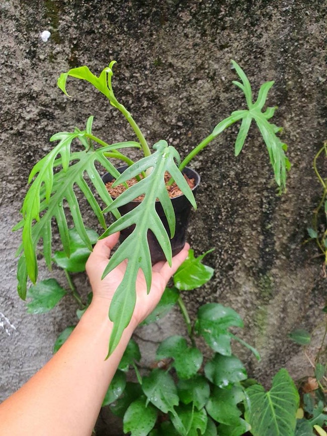 les variétés de philodendrons de la clé de voûte