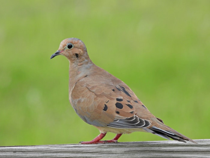 Oiseau brun avec un anneau oculaire bleu