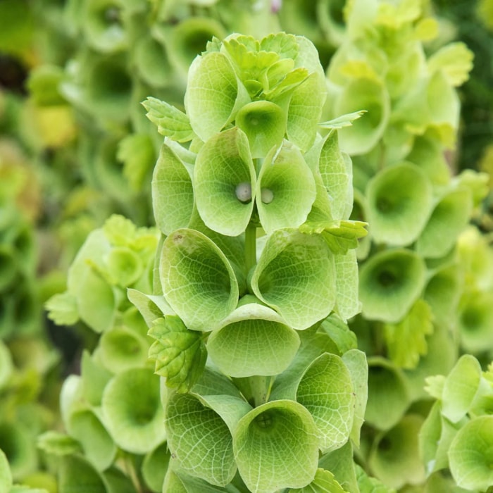 Les cloches d'Irlande fleurissent avec des fleurs délicates sur de longues tiges.