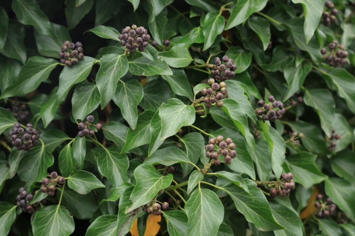 Feuillage d'hiver, baies noires d'un arbuste à feuilles persistantes de type Sarcococca hookeriana var. digyna 'tige violette'.