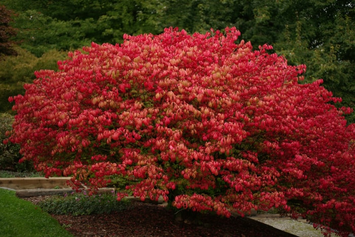 A deciduous shrub called "Burning Bush" taken at Deer Lake Park, Burnaby, BC, Canada