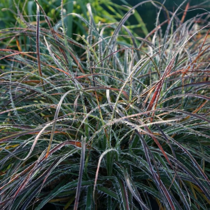 Graminée ornementale à fines feuilles vertes épineuses.