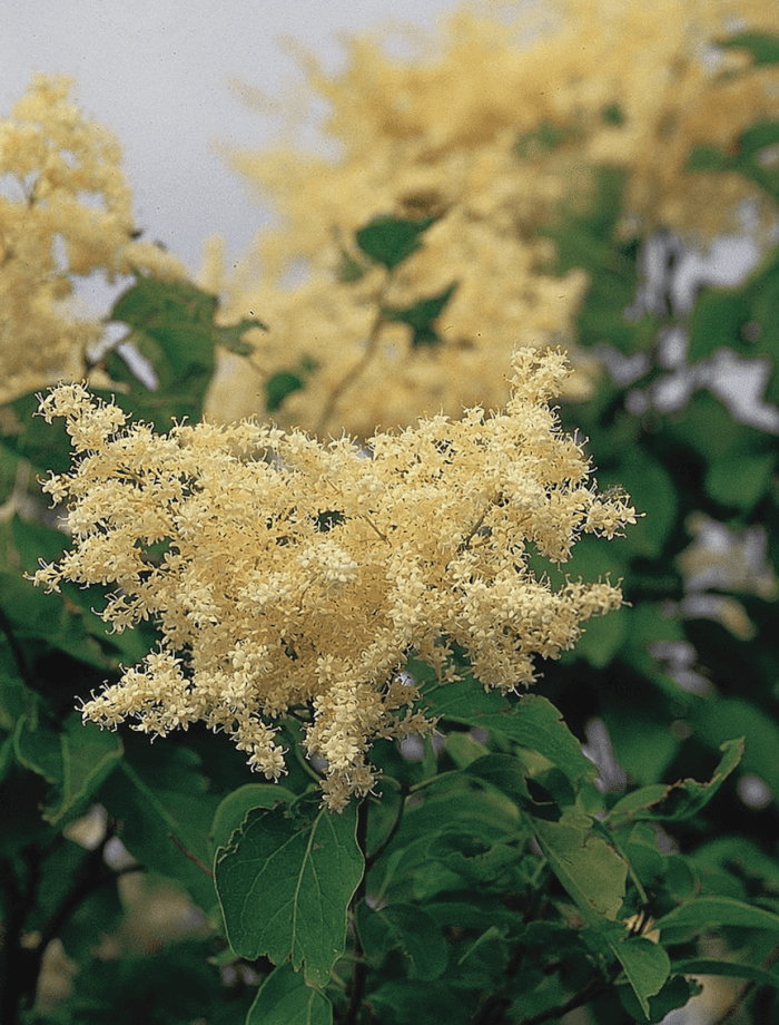 variétés de lilas