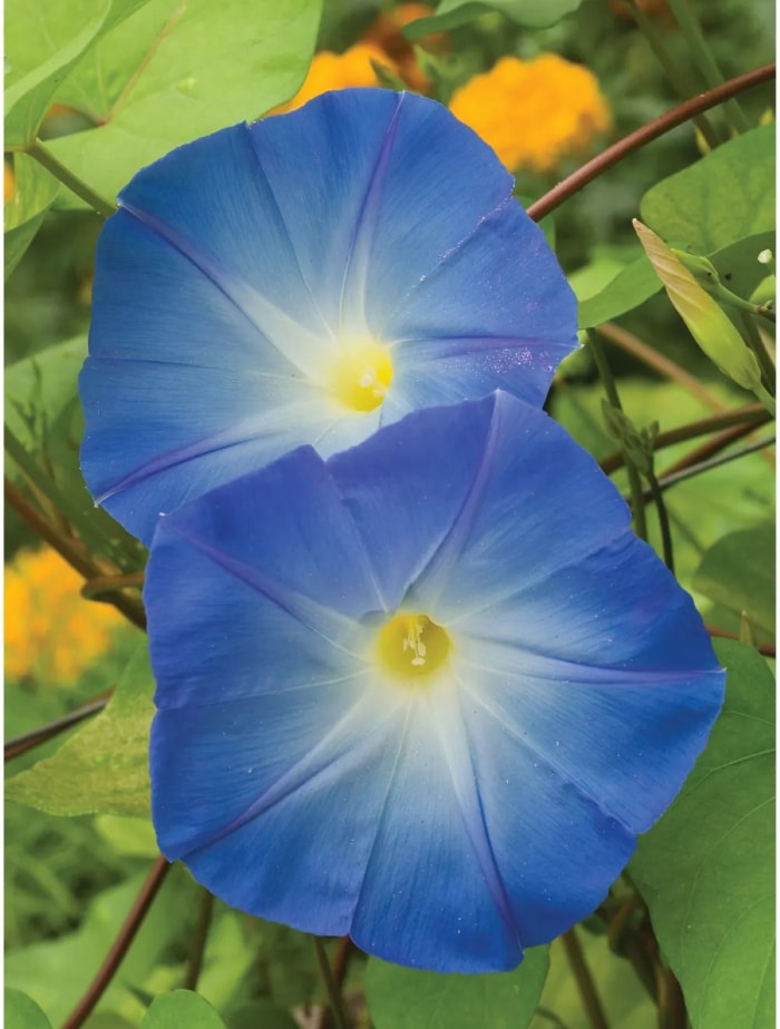 les meilleures fleurs pour démarrer à partir de graines - fleurs de gloire du matin bleues