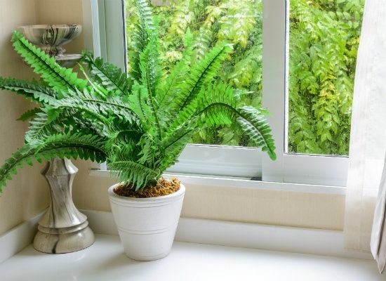 Comment aider vos plantes d'intérieur à survivre à l'hiver