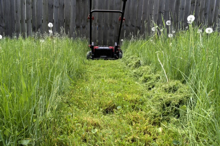 Tondeuse à gazon utilisée pour tondre l'herbe envahissante.