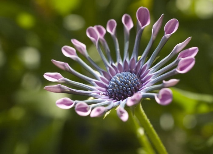 20 fleurs audacieuses et magnifiques qui fleurissent en automne